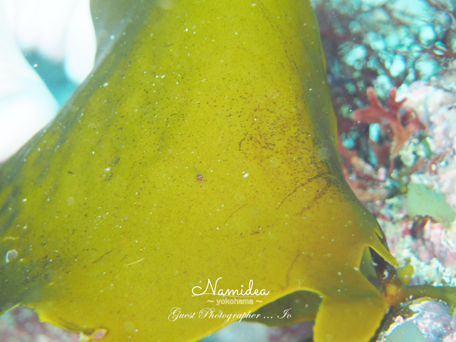 須崎ダンゴウオ