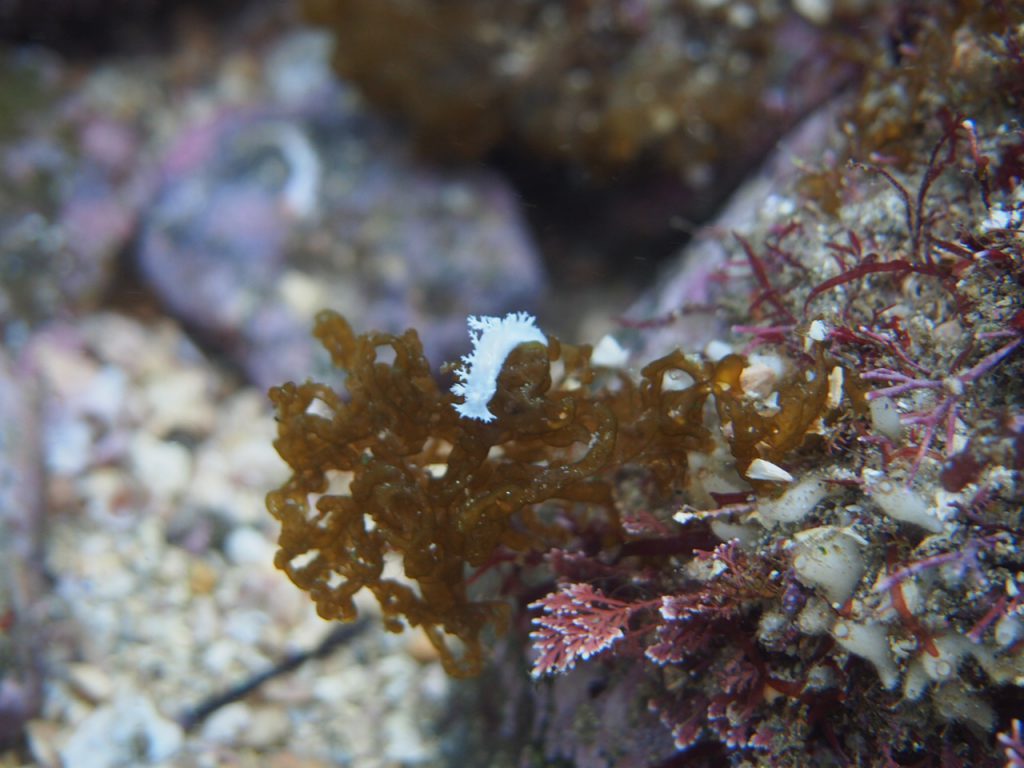 平沢のシロハナガサウミウシ