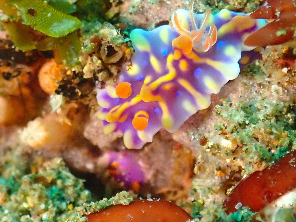 北川のミアミラウミウシ