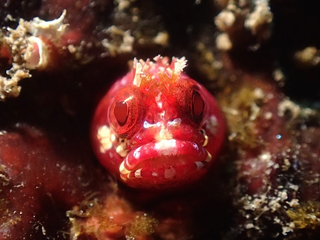 菖蒲沢のコケギンポ