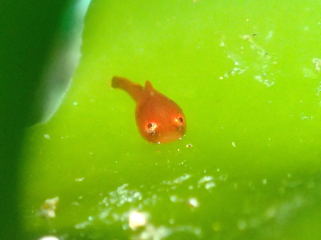 菖蒲沢のダンゴウオ