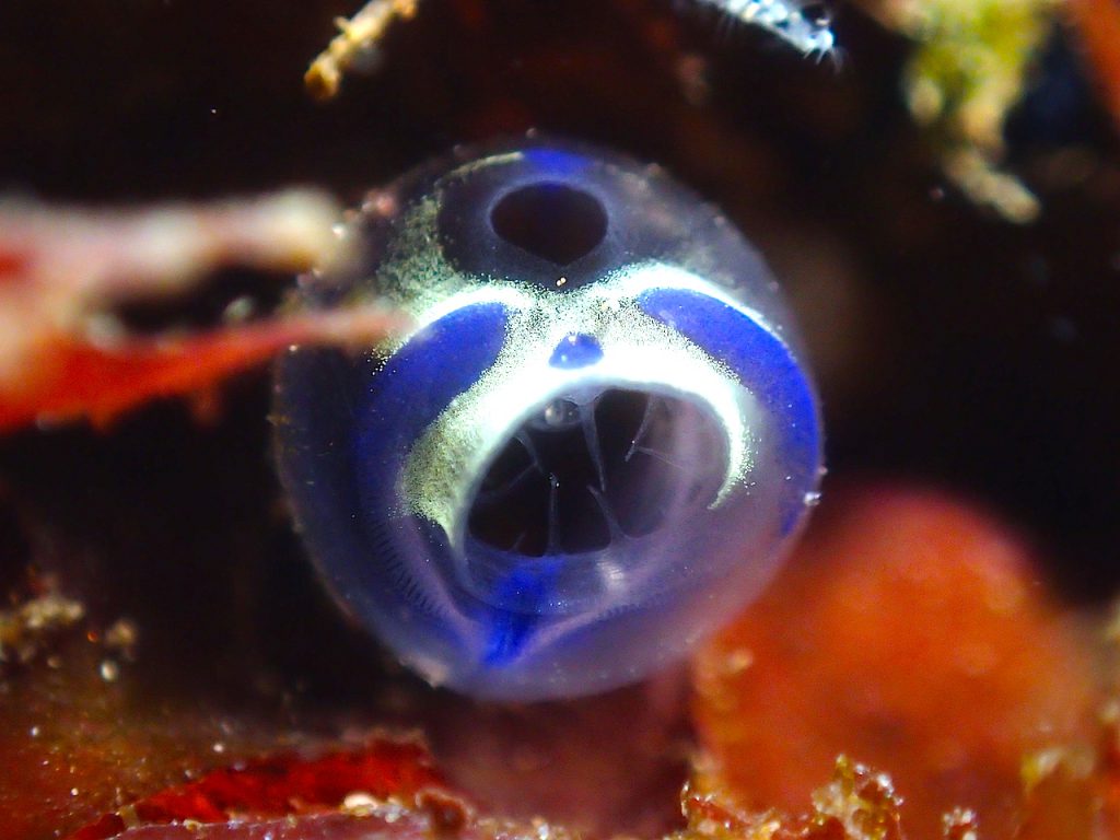 菖蒲沢のパンダボヤ