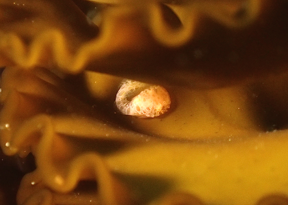 菖蒲沢のスナビクニン