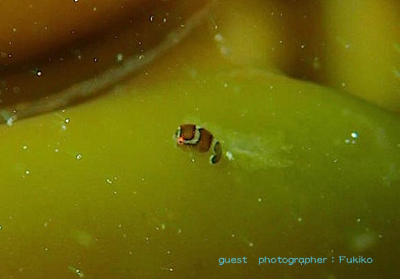 ダンゴウオ スナビクニン エンジェル