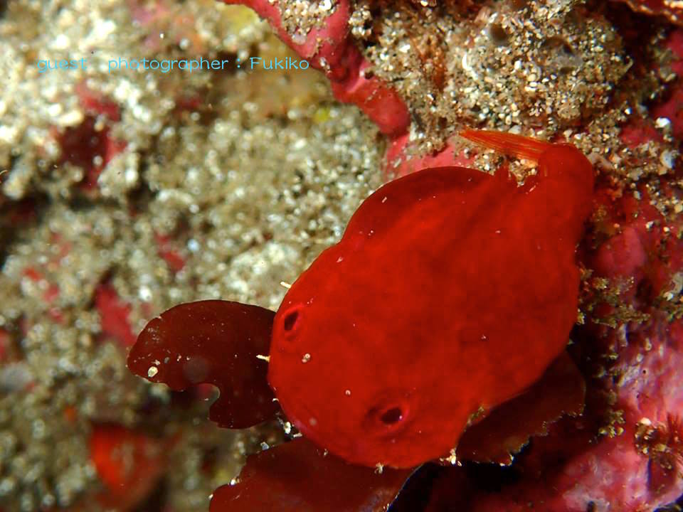 母ダンゴ 九十浜