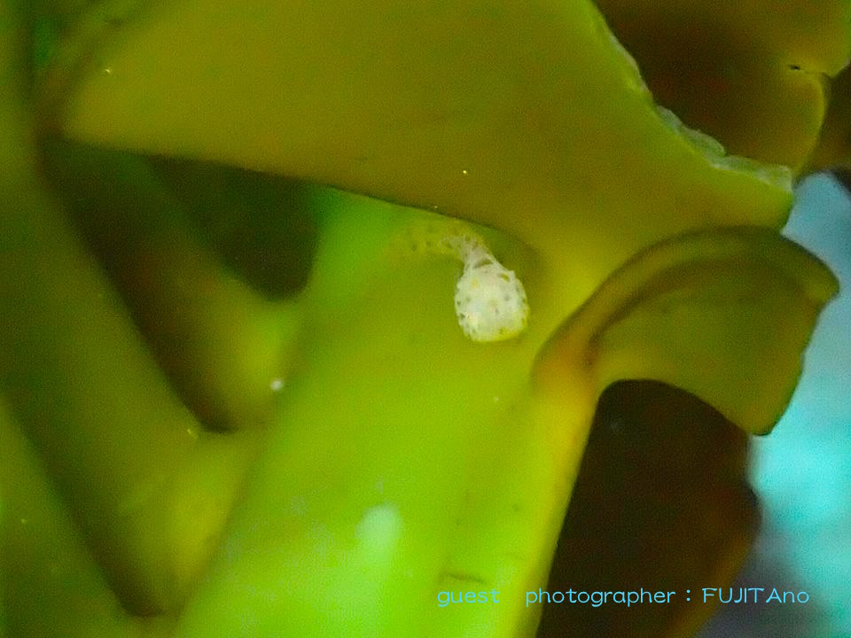 スナビクニン 須崎