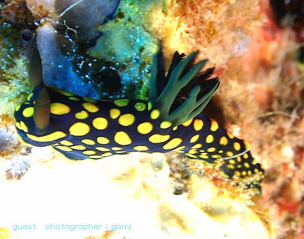 サガミリュウグウウミウシ