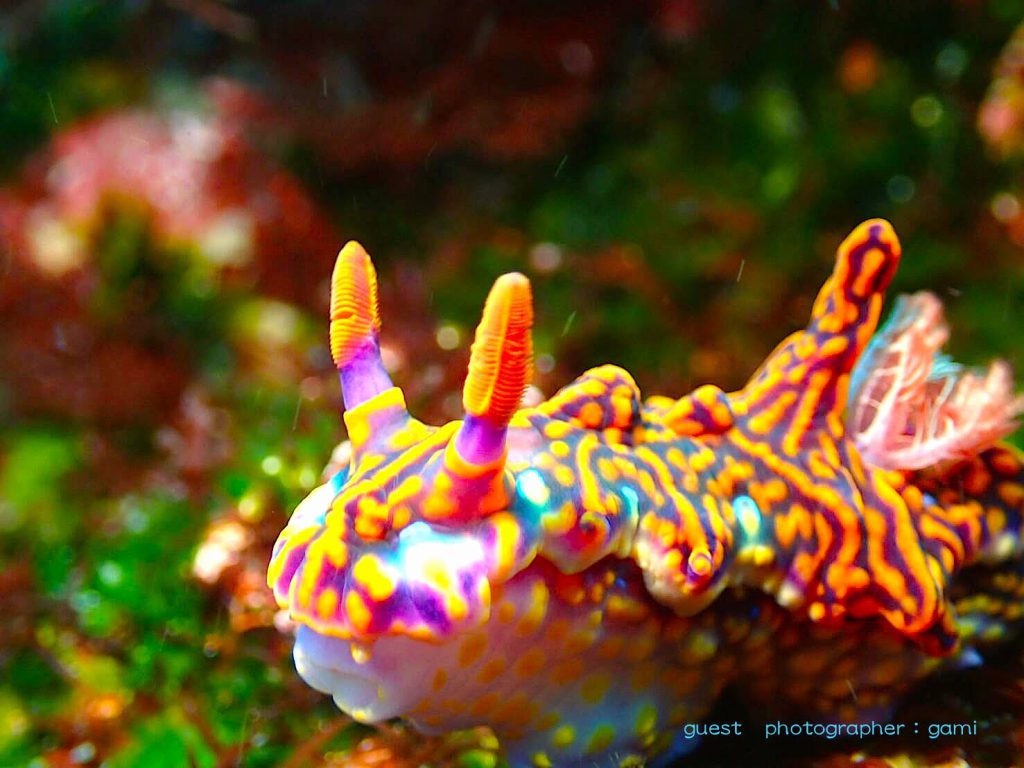 伊豆大島のミアミラウミウシ