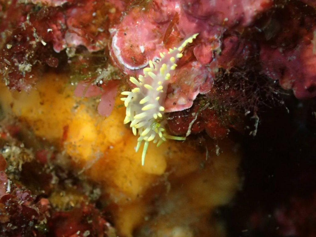 コガネミノウミウシ