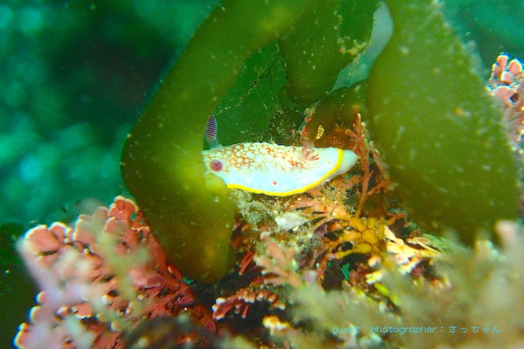 海藻 フクロノリ