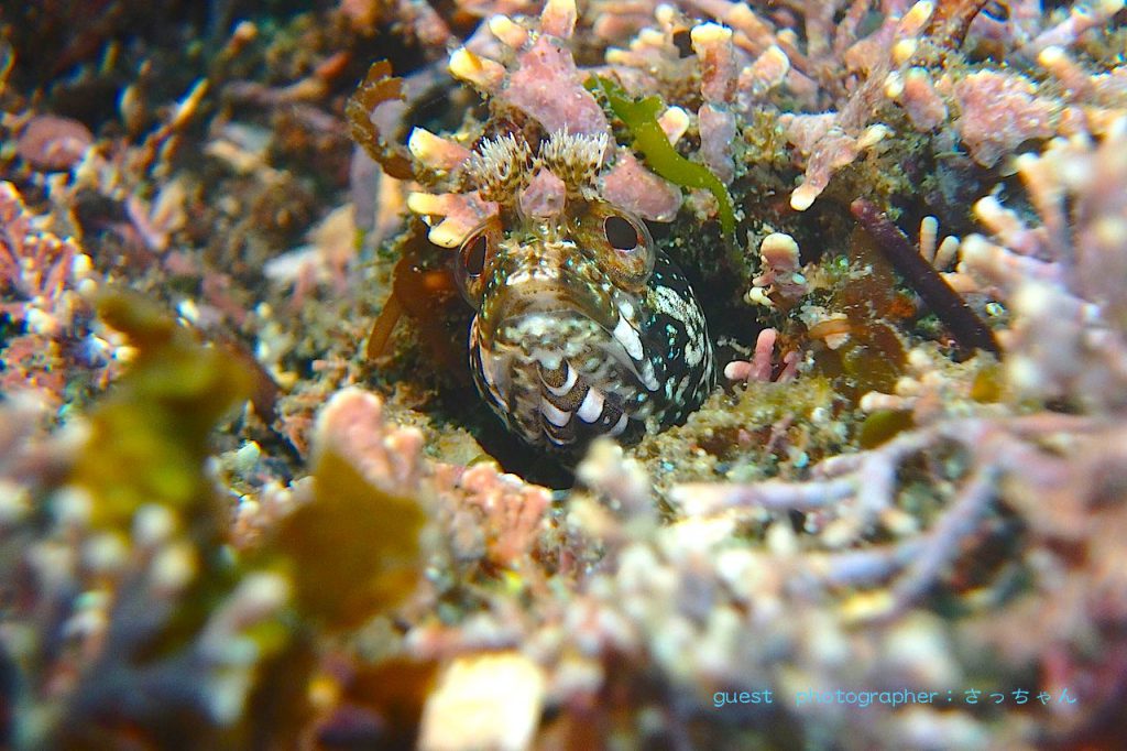 コケギンポ 福浦
