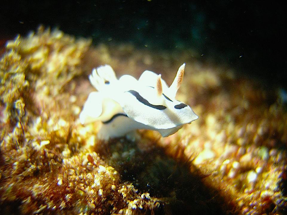 ミゾレウミウシ