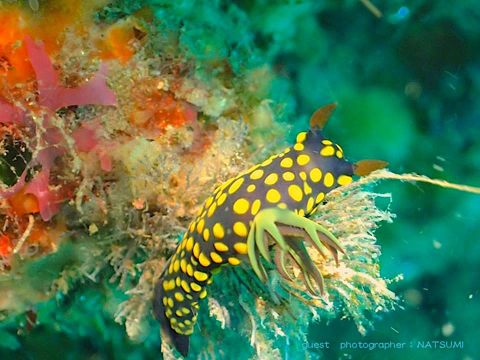 北川のサガミリュウグウウミウシ