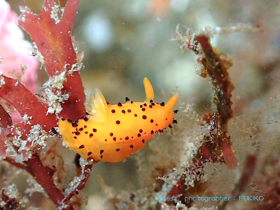 北川のヤグルマウミウシ