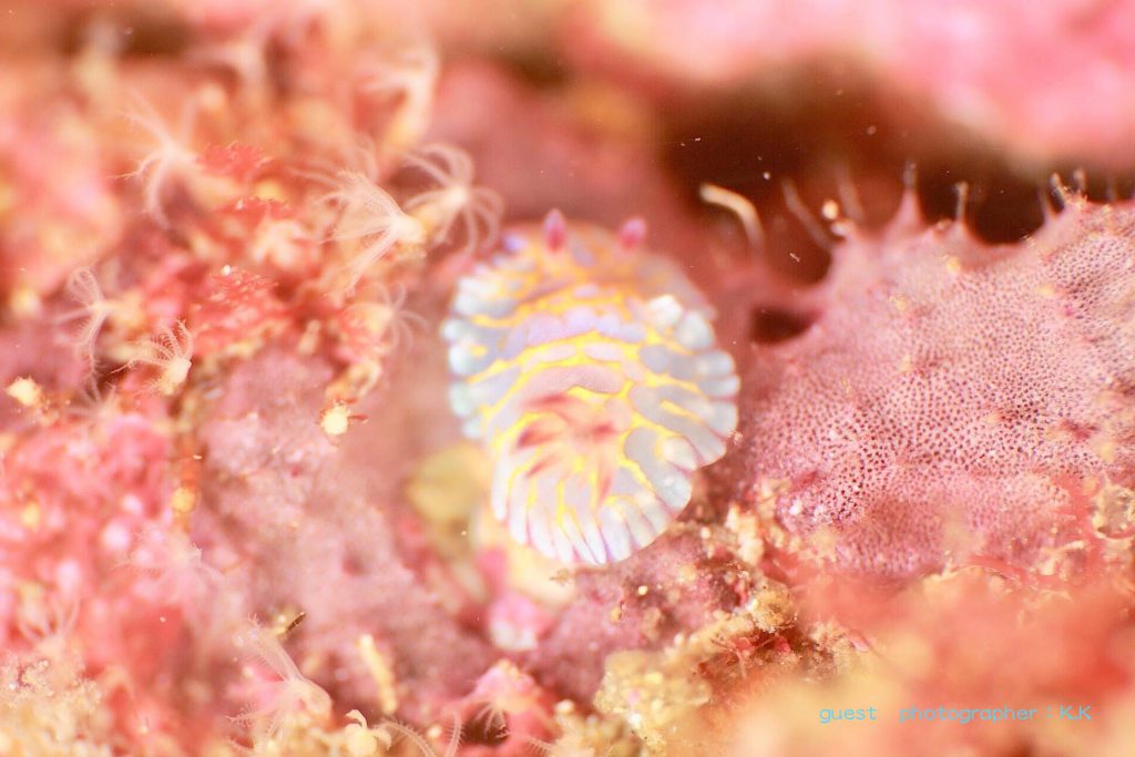 ボブサンウミウシ