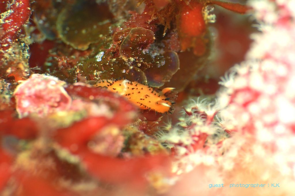 ヤグルマウミウシ