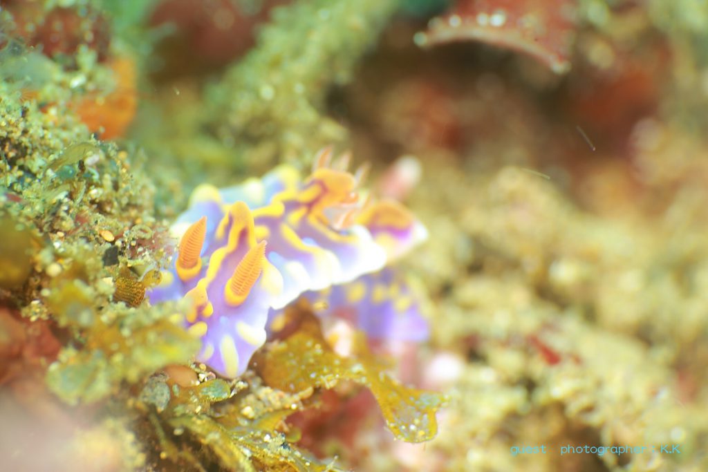 ミアミラウミウシ