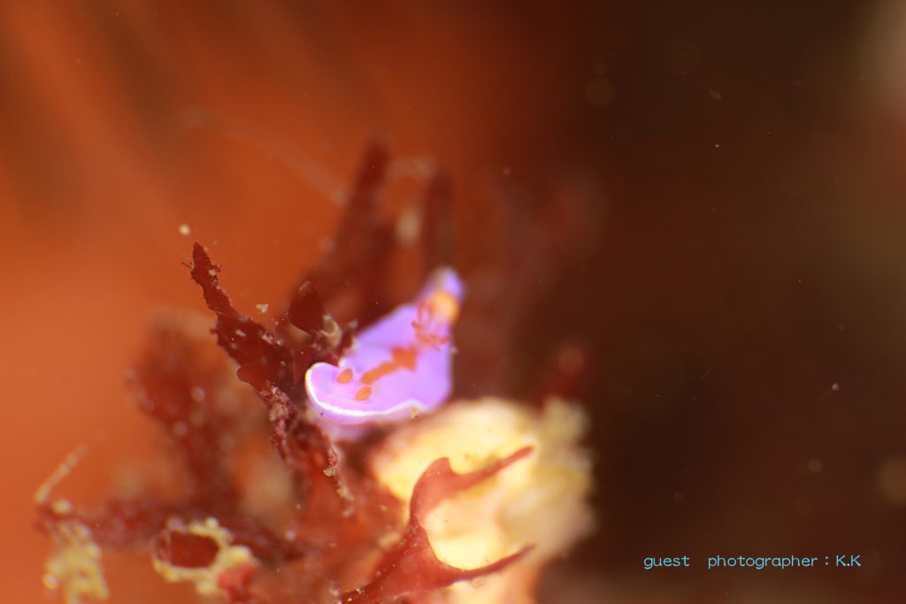 ニシキウミウシの幼体