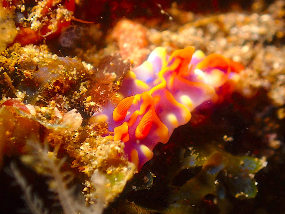 伊豆の海は四季折々の生き物が見れる