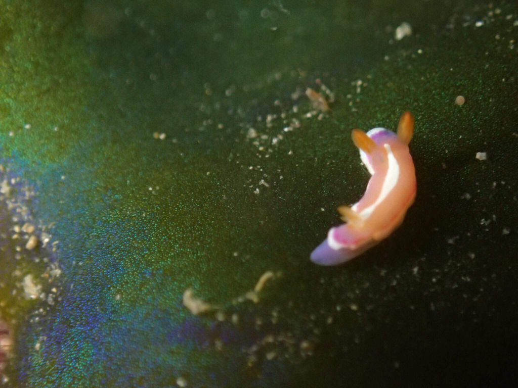 アラリウミウシ