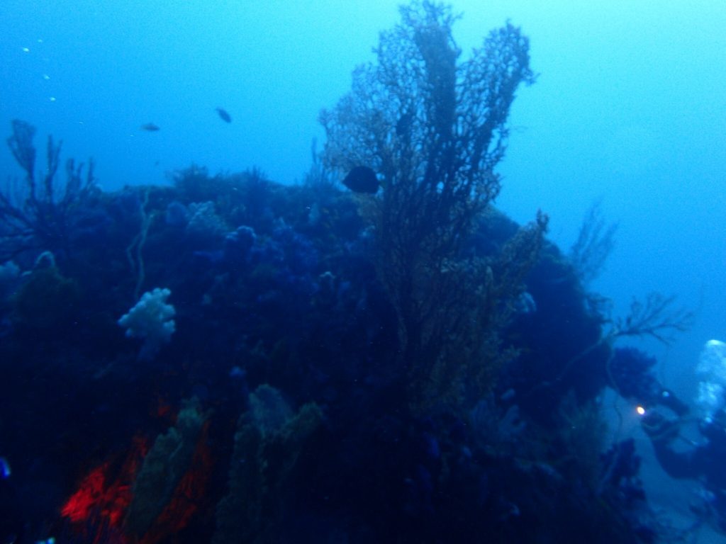 海の中のワイドな景色