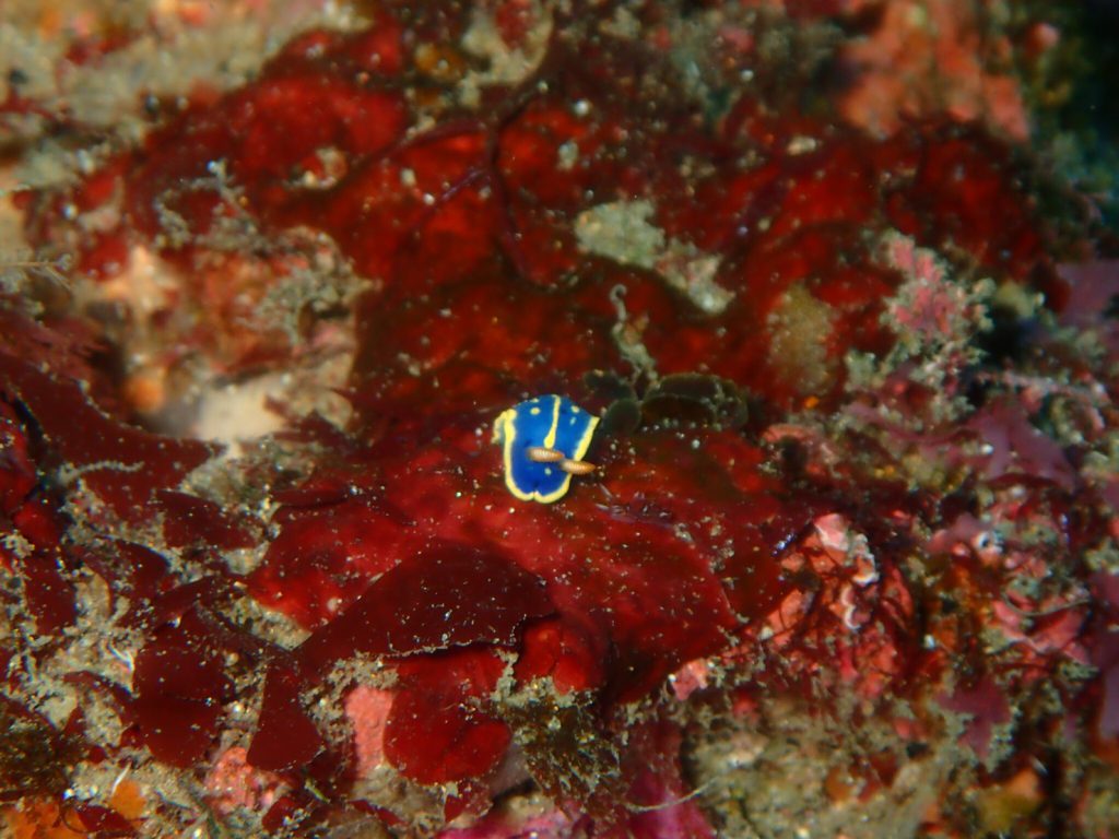 海の中の小さな生き物