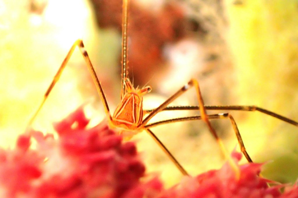 オルトマンワラエビ