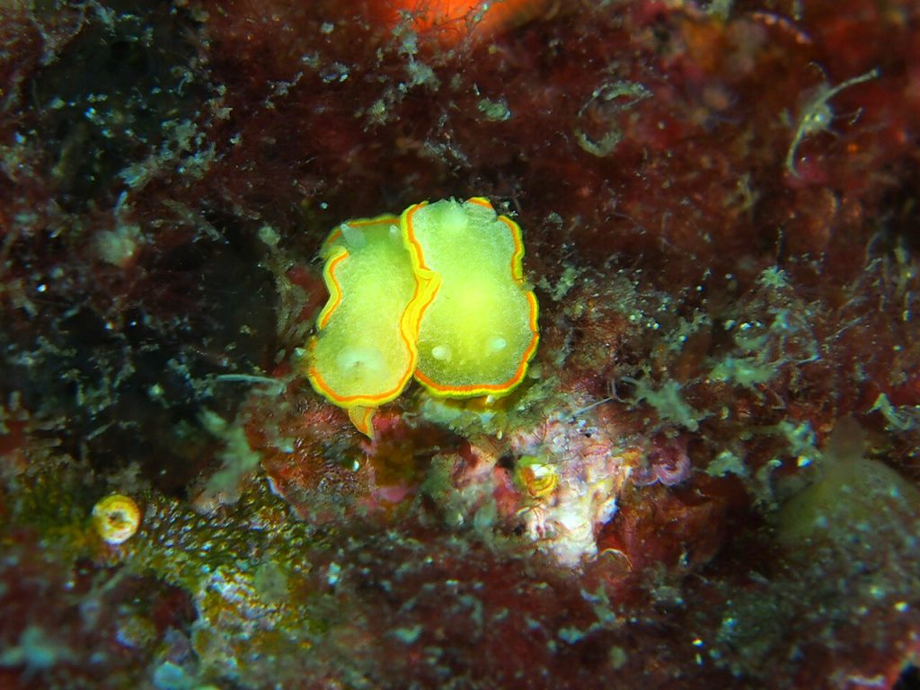 ミツイラメリウミウシ