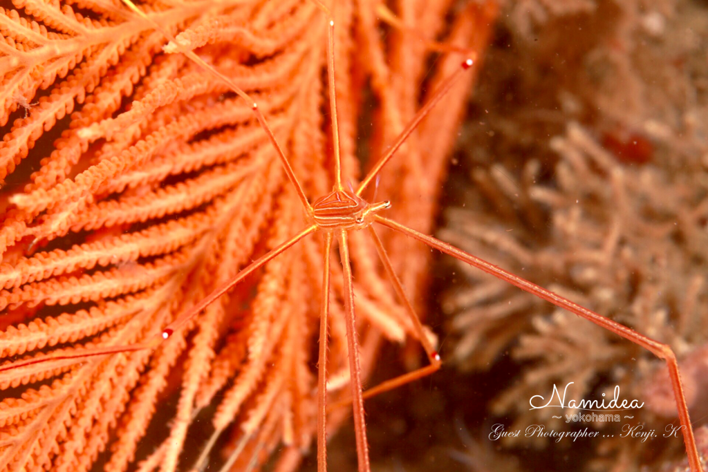 Namidea Yokohama かっちゃま
