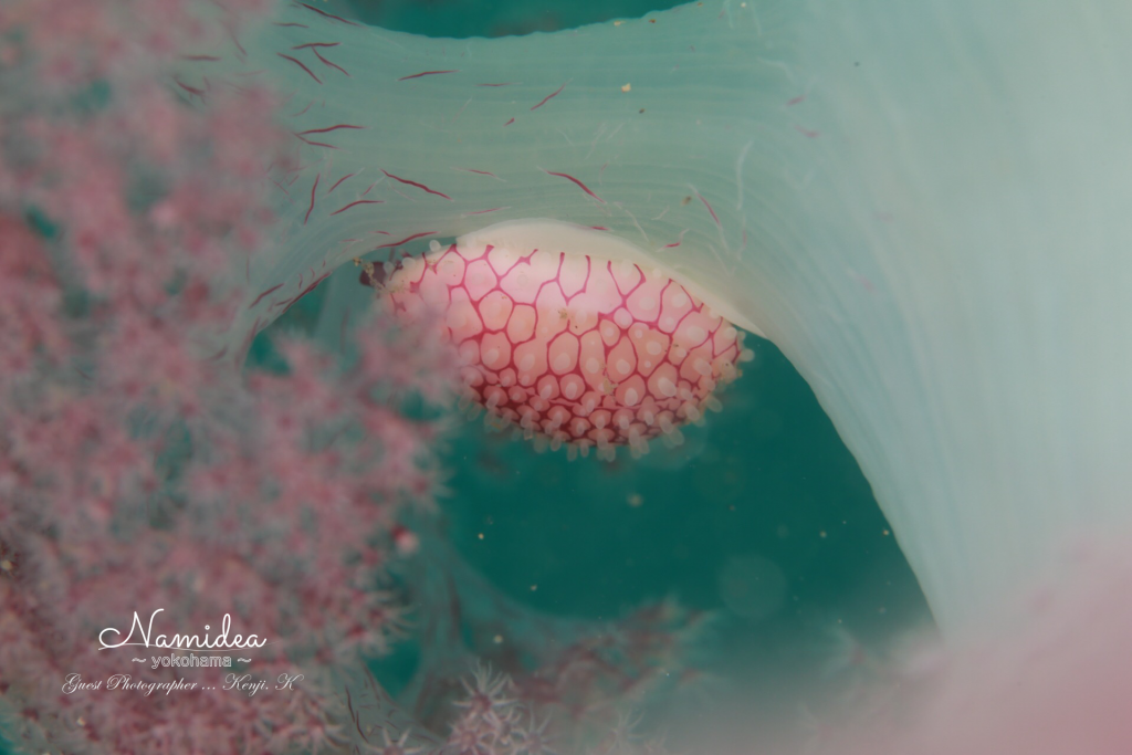 千葉 かっちゃま