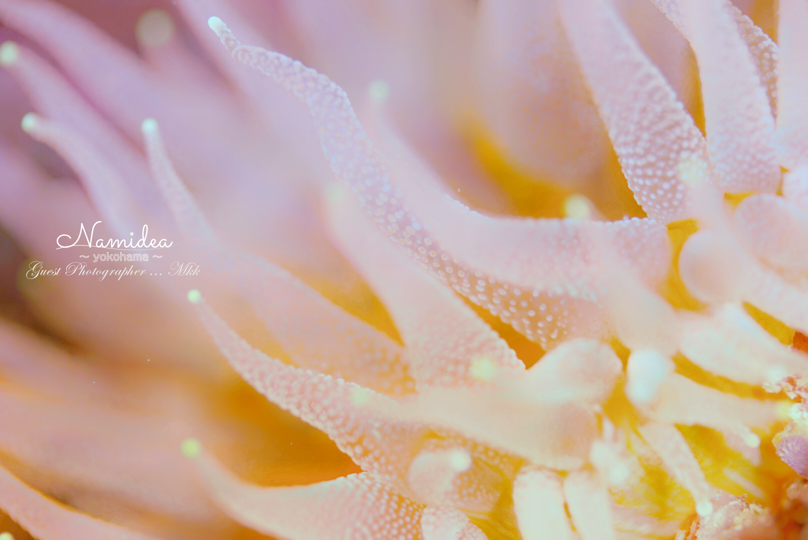 カワリギンチャク