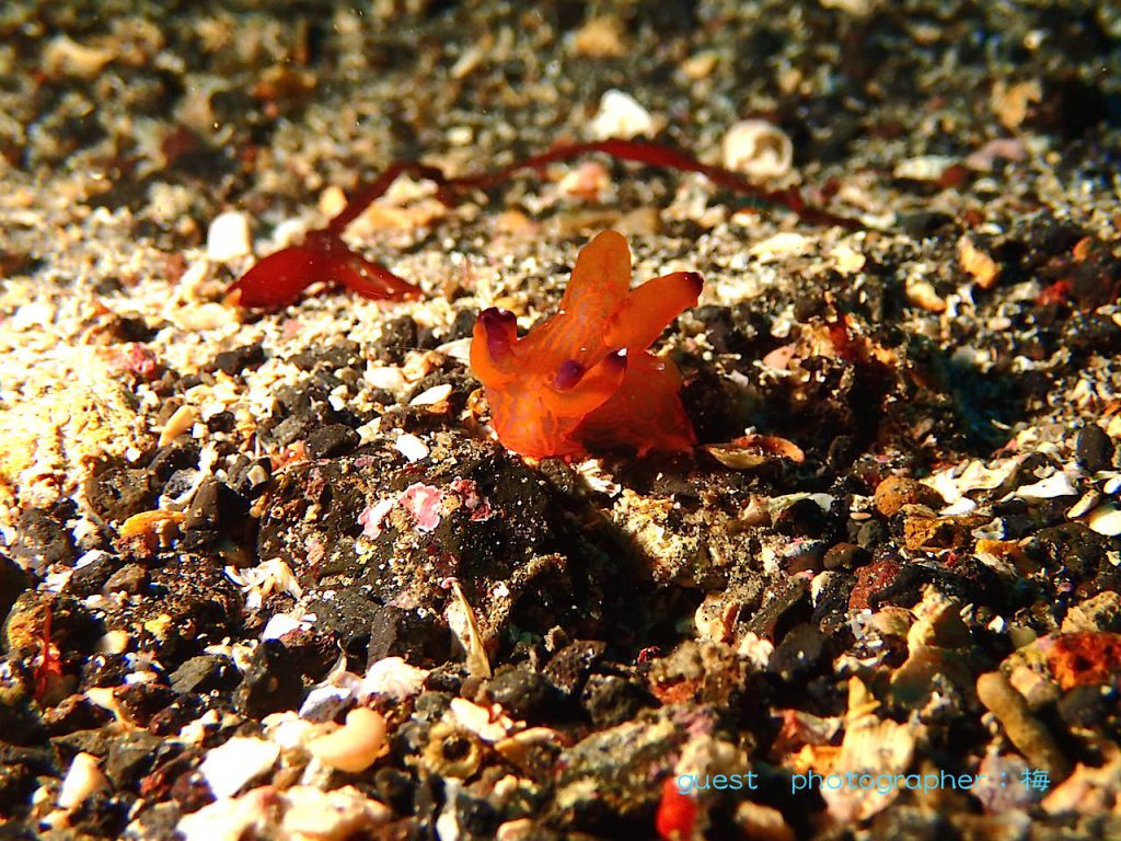 クチナシツノザヤウミウシ