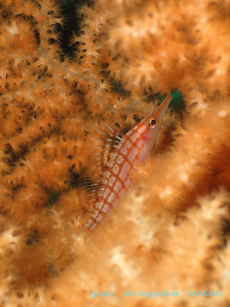 北川ボートダイビング クダゴンベ