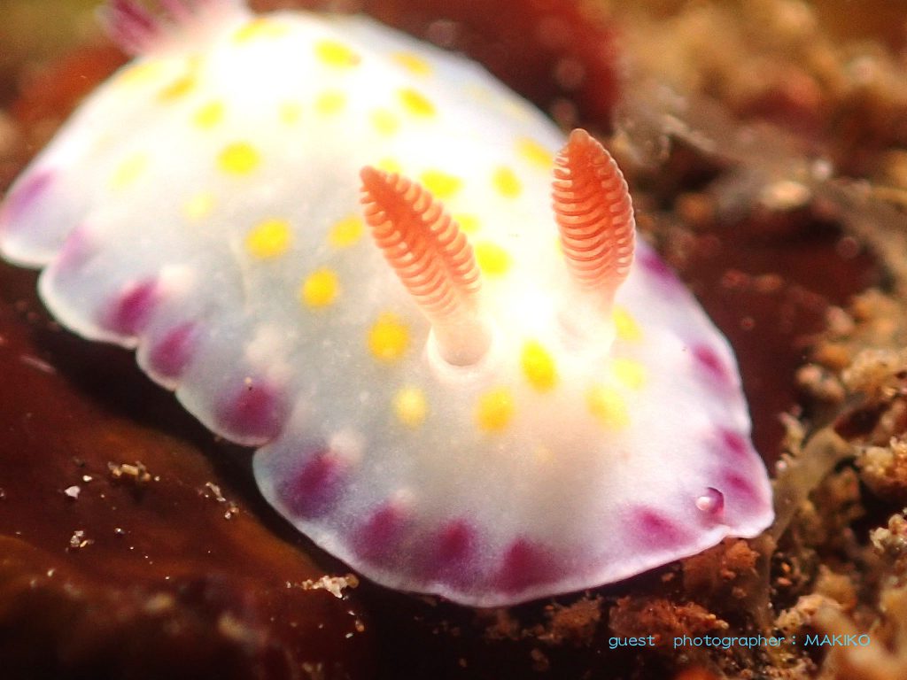 コモンウミウシ