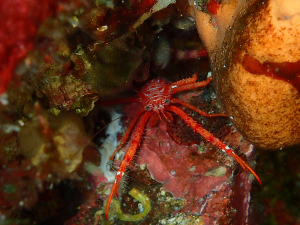 ホムラチュウコシオリエビ