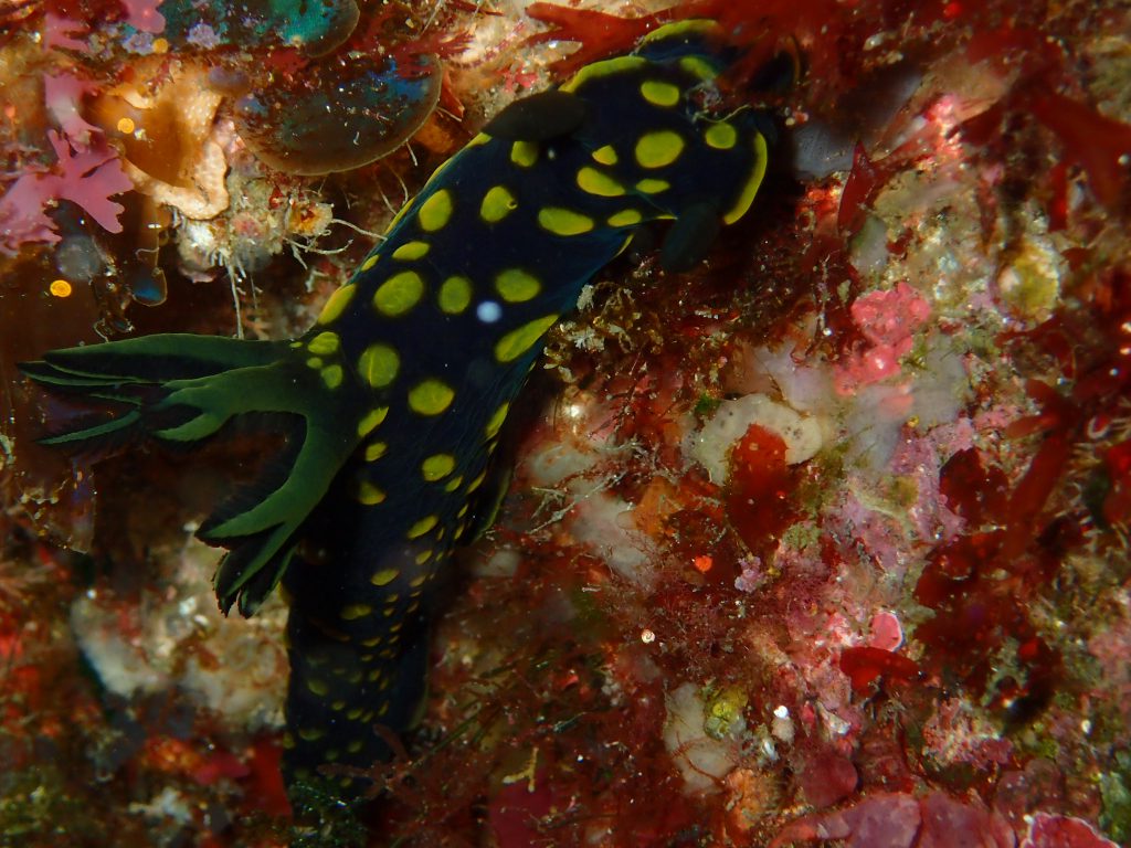 サガミリュウグウウミウシ