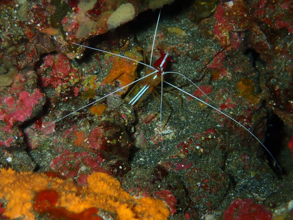 アカシマシラヒゲエビ