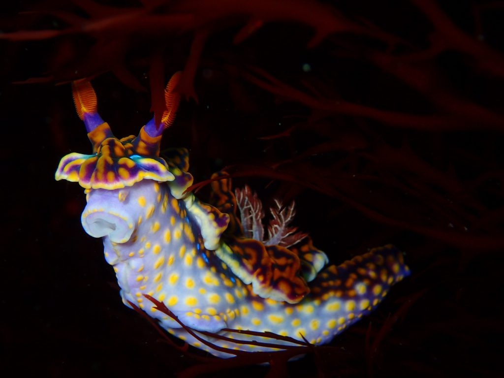 ミアミラウミウシ