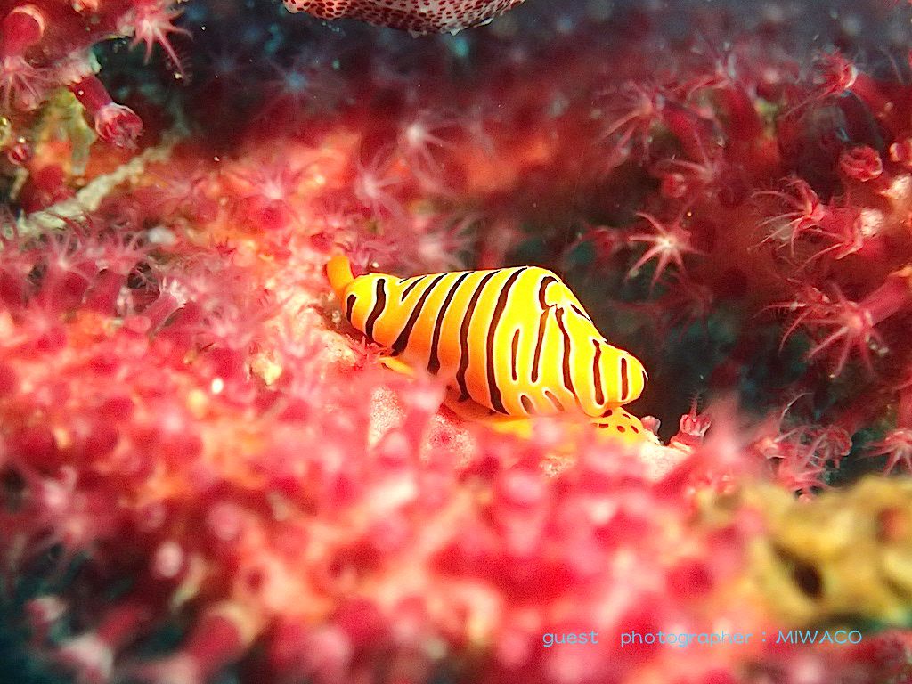 ウミウサギ　トラフケボリ