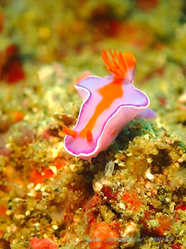 ニシキウミウシ