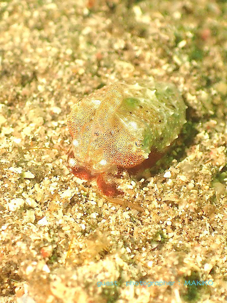 富戸 ヨコバマのコウイカ