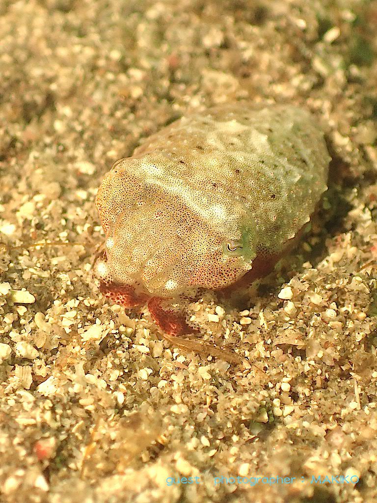 富戸 ヨコバマの眠そうな表情のコウイカ