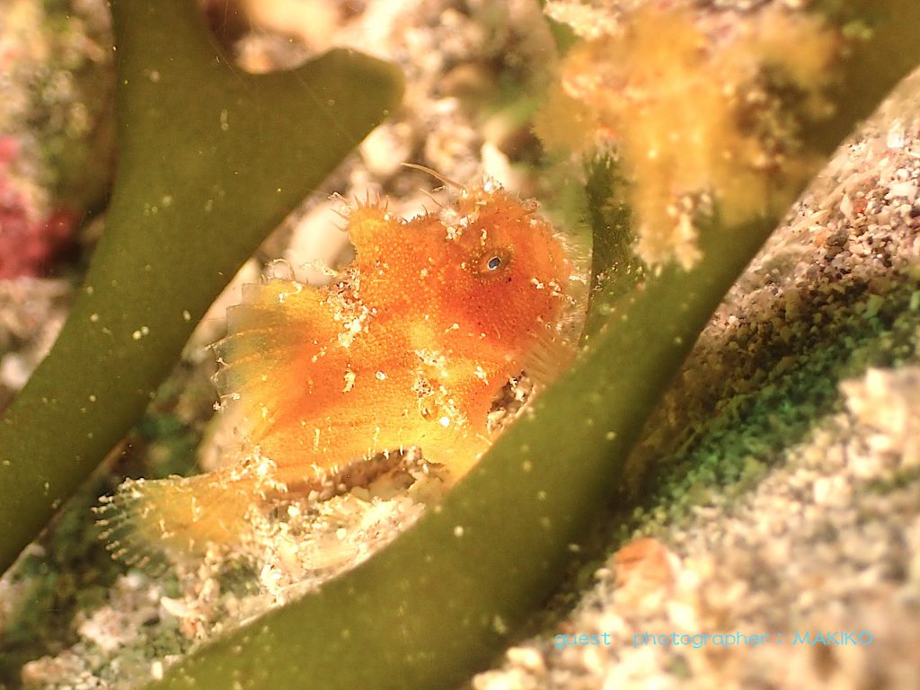 富戸 ヨコバマのカエルアンコウ