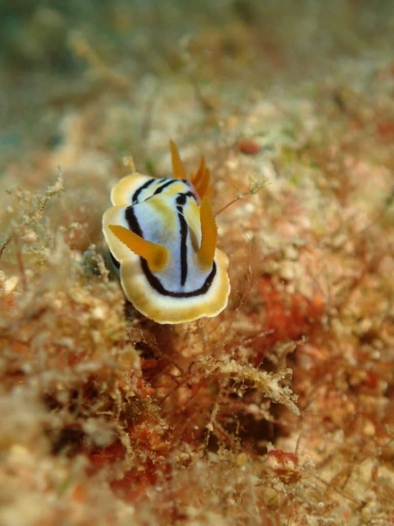 コールマンウミウシ