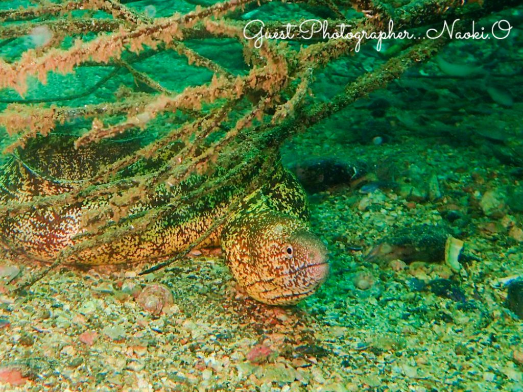 不思議な海の生き物