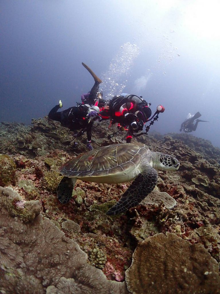 ウミガメに遭遇