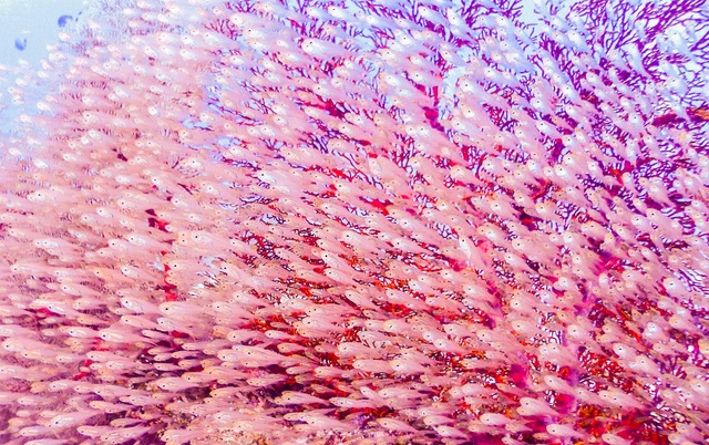 ピンクの魚の大群