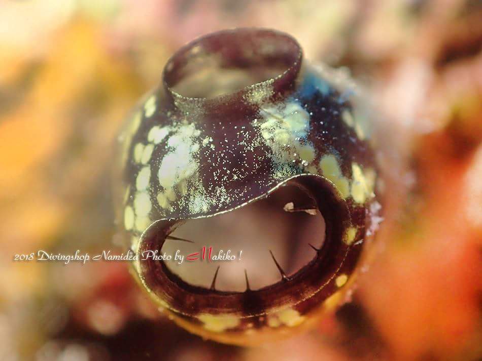 不思議な海の生き物