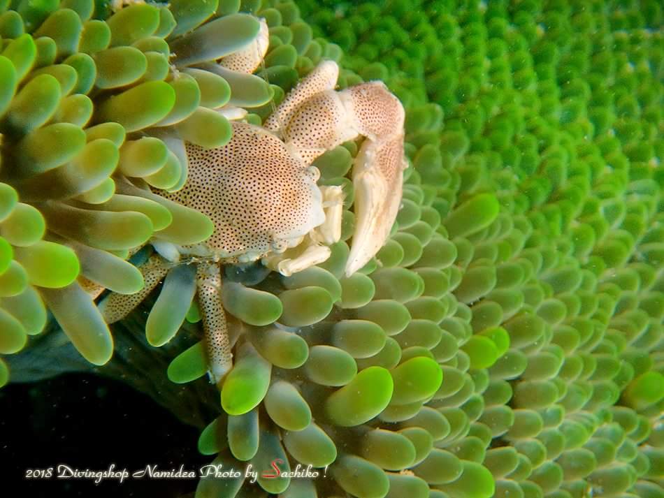 カラフルな甲殻類