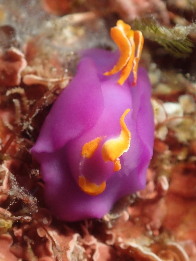 Namidea 雲見でのダイビング写真